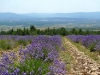 Lavender Fields, Sault