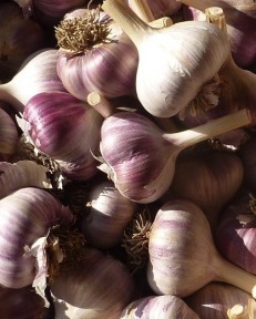 New Oxley Garlic