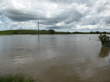 New Oxley Garlic June 2013 Flood Waters