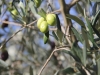 Olives