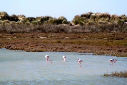 camargue-birds