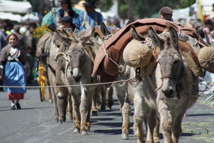 Donkeys in Provence @GingerandNutmeg