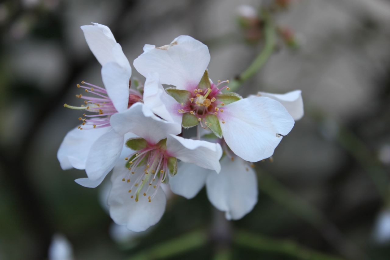 Almond Tree in Flower