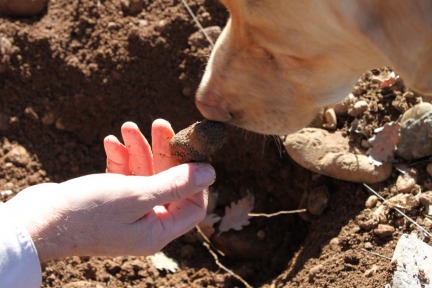 Truffle Hunter