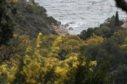 La Route du Mimosa