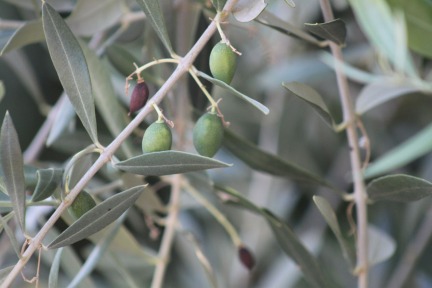 olives-in-june