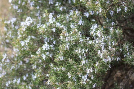 rosemary