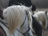 camargue-horses