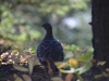 Canmore-bird