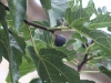 Figs