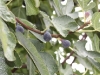Figs