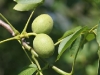 Green Walnuts