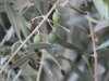 olives-in-june