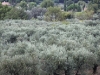 Olives