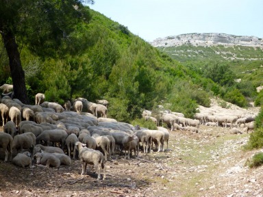 Transhumance