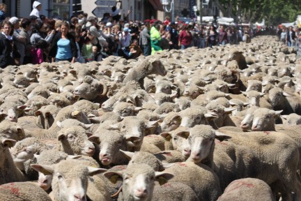 Transhumance