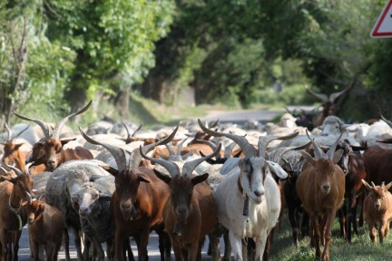 Transhumance