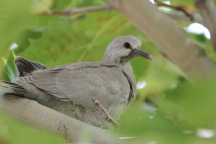 xmas-turtle-dove