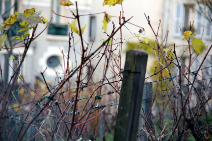 Clos de Montmartre