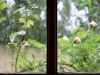 Provencal Window