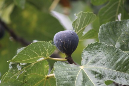 Figs