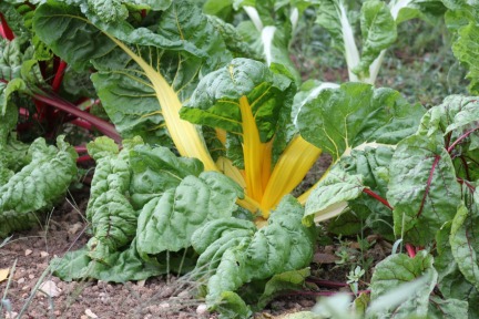 Rainbow Chard