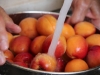 apricots