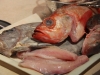 Assorted Fish for Bouillabaisse