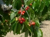 cherry-trees in season
