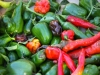 Bounty of peppers