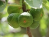 figs