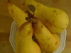 Pears in Season