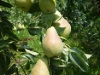 Almost Ripe Pears