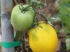 Vine Tomatoes