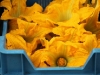 zucchini-flower