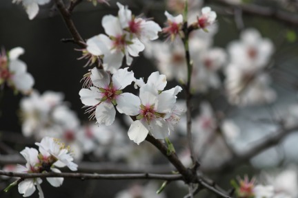 Almond-tree