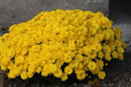 Chrysanthemums