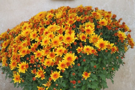 Chrysanthemums