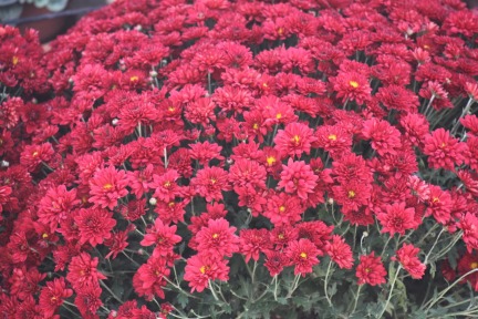 Chrysanthemums