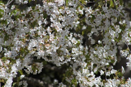 flower-cherry