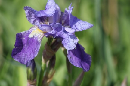 flower-iris