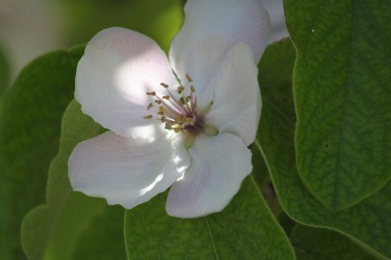 flower-quince