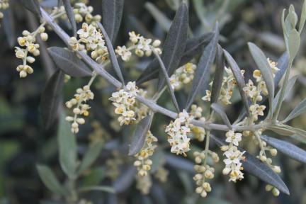 olive-flowers-in-the-spring