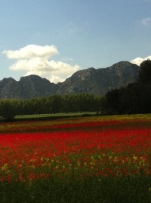 poppies