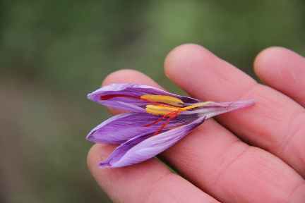 Saffron - Crocus