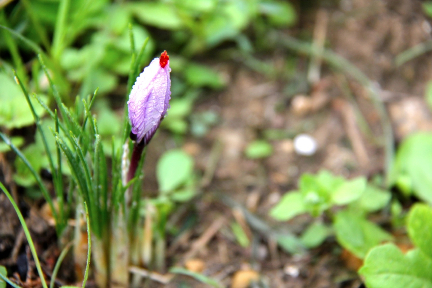 Saffron - Crocus