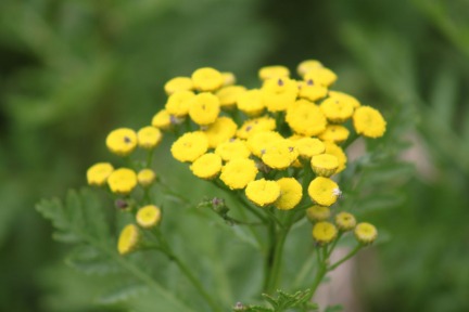 Tansy