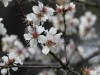 Almond-tree