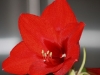 Amaryllis