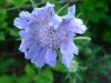 Bleuet - Cornflower
